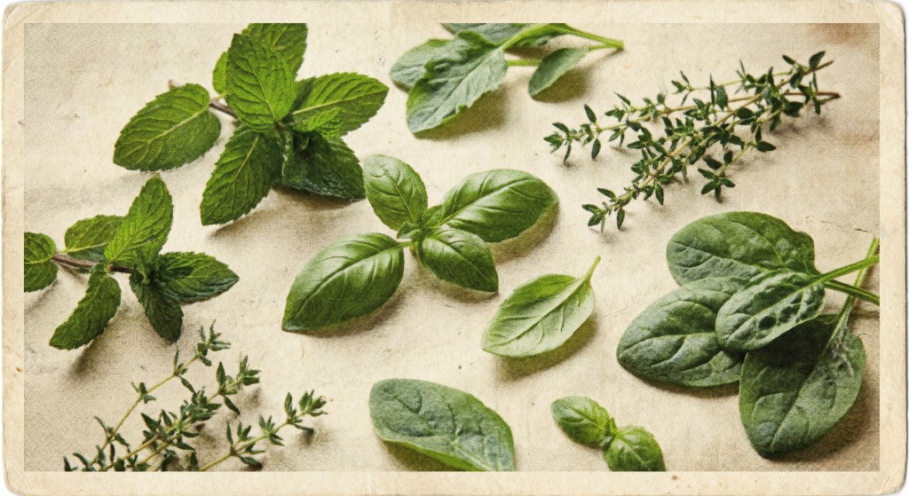 Assorted green leaves and herbs on a neutral background
